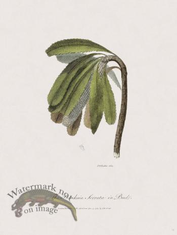 18 New Holland Caffowary